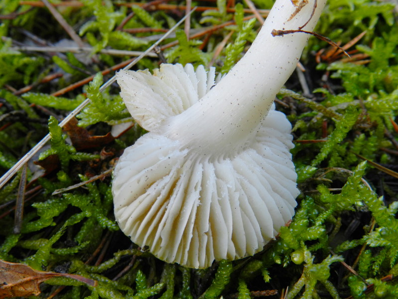 Tricholoma scalpturatum  s.l.